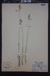 Anthoxanthum monticola image