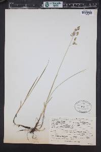Anthoxanthum monticola image