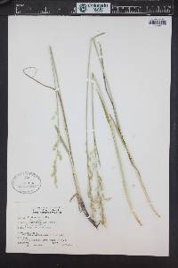 Leucopoa kingii image