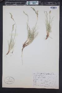 Festuca ovina image