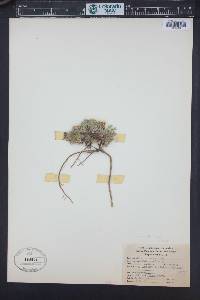 Erigeron compositus image