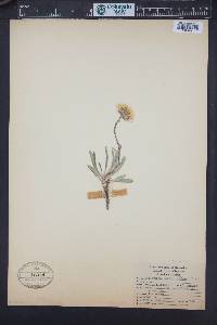 Pyrrocoma uniflora image