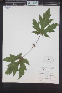 Image Associated With the Occurence