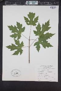 Acer rufinerve image