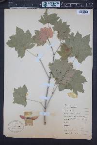 Acer circinatum image