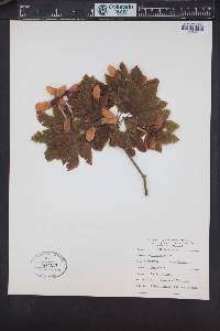 Acer circinatum image