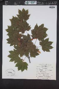 Acer circinatum image