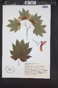 Acer circinatum image
