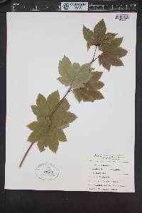 Acer circinatum image