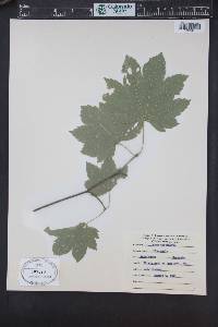 Acer circinatum image