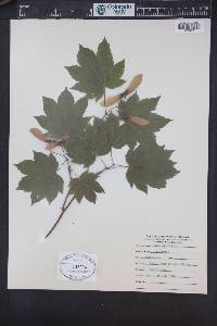 Acer circinatum image