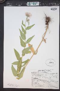 Erigeron elatior image