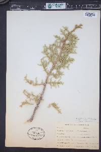 Juniperus osteosperma image