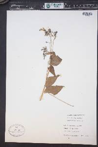 Mertensia ciliata image
