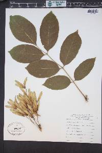 Fraxinus latifolia image