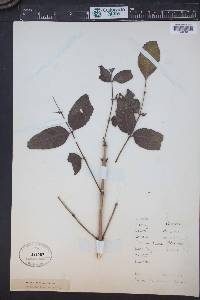 Fraxinus quadrangulata image