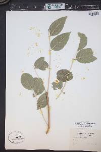 Fraxinus quadrangulata image