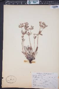 Eriogonum jamesii image