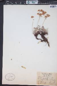 Eriogonum flavum image