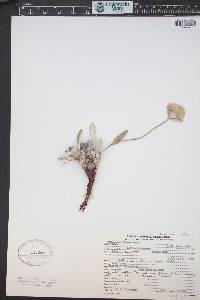Eriogonum flavum image