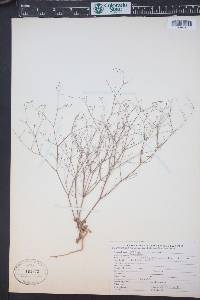 Eriogonum cernuum image