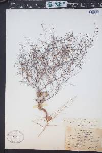 Eriogonum cernuum image