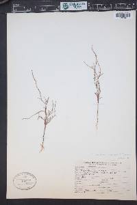 Polygonum engelmannii image