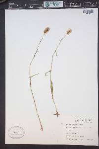Bistorta bistortoides image