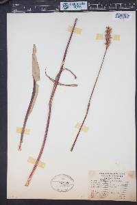 Bistorta bistortoides image