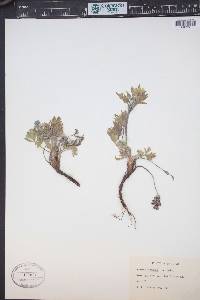 Image Associated With the Occurence