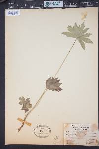 Anemone canadensis image