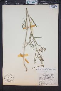 Mirabilis linearis image