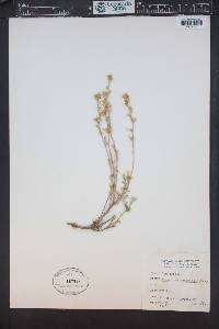 Artemisia rothrockii image