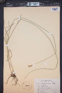 Carex festucacea image