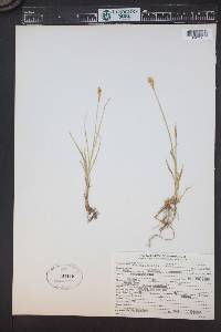 Carex foenea image