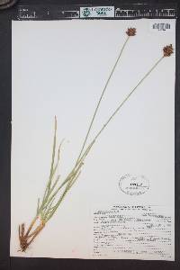 Carex ebenea image