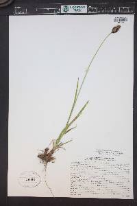 Carex epapillosa image