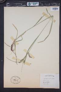 Carex davisii image