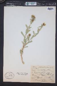 Grindelia squarrosa image
