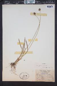 Carex pachystachya image