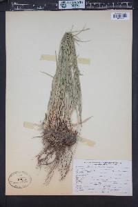 Carex straminea image