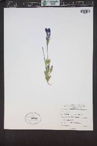 Gentianopsis thermalis image