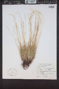 Festuca ovina image