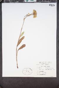 Senecio rapifolius image