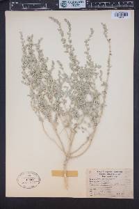 Atriplex powellii image