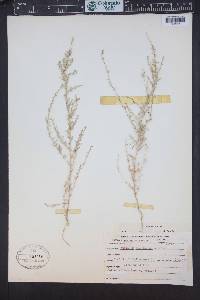 Atriplex wolfii var. tenuissima image