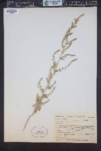 Bassia hyssopifolia image