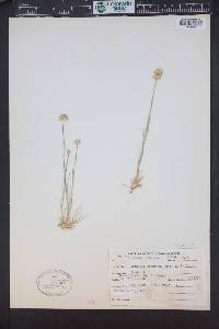Eremogone congesta image
