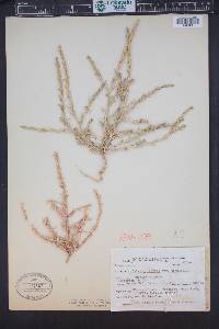 Salsola tragus image