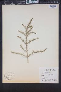 Salsola tragus image